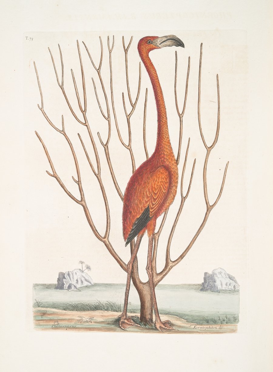Phoenicopterus Bahamensis, The Flamingo; Keratophiton &c. (1754)