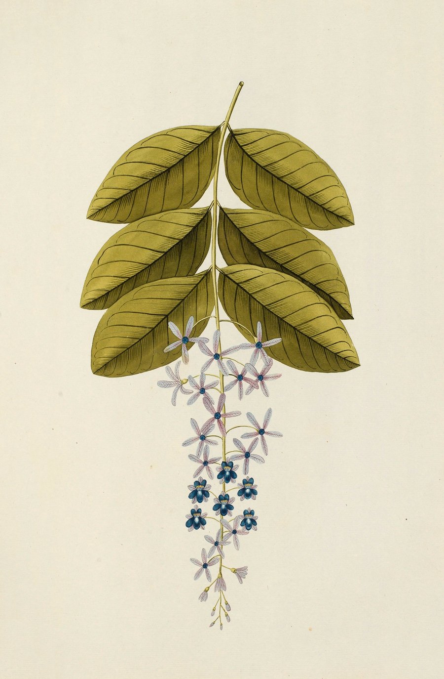 Selectarum stirpium Americanarum historia Pl.173 (1780)