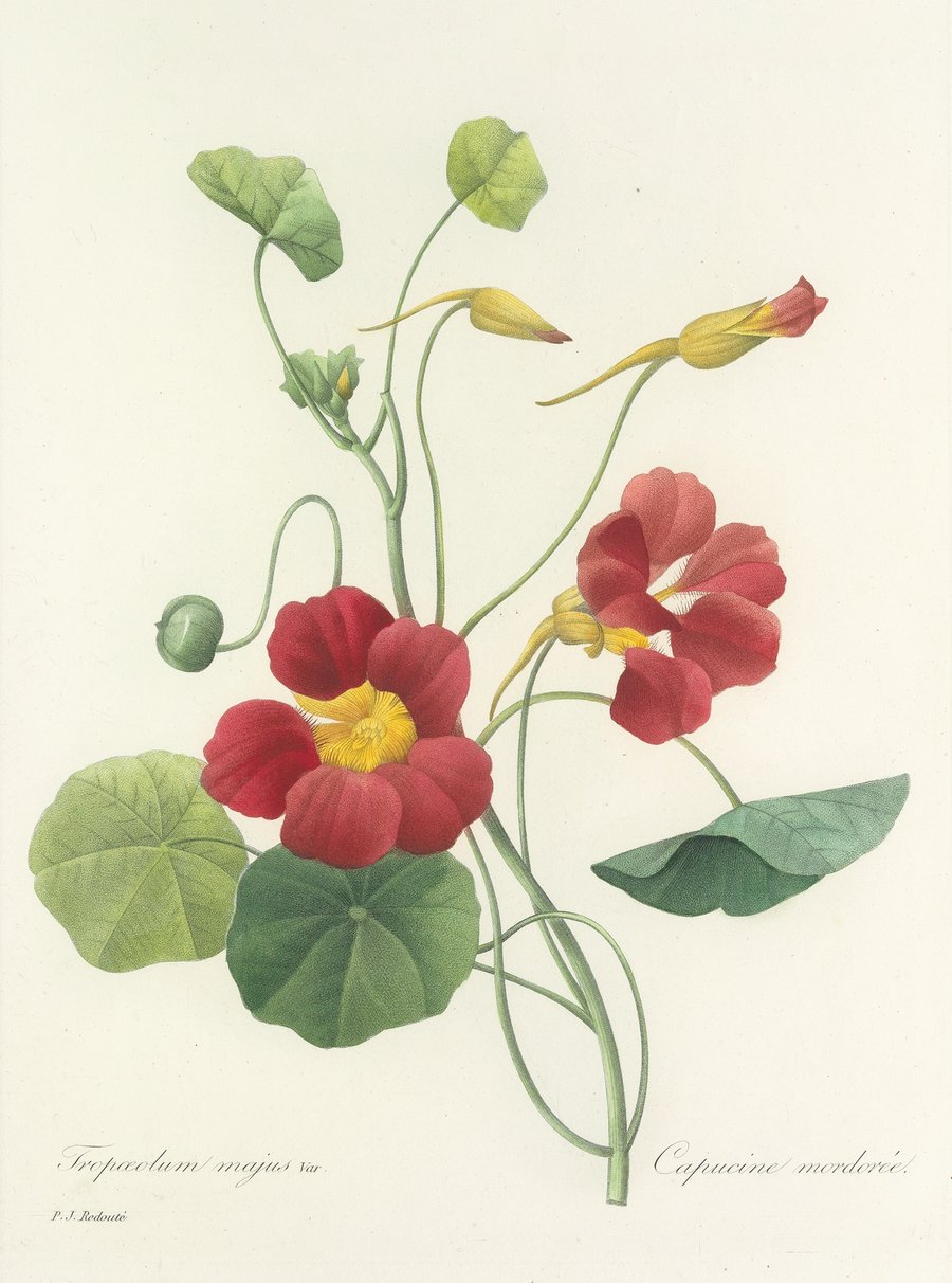 Choix des plus belles fleurs pl 106 (1827)