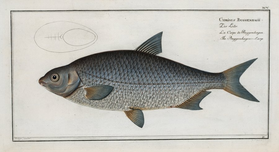Cyprinus Buggenhagii, The Buggenhagen’s-Carp. (1785-1797)