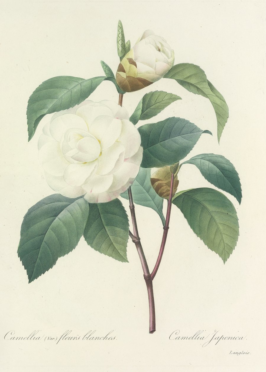 Choix des plus belles fleurs pl 017 (1827)