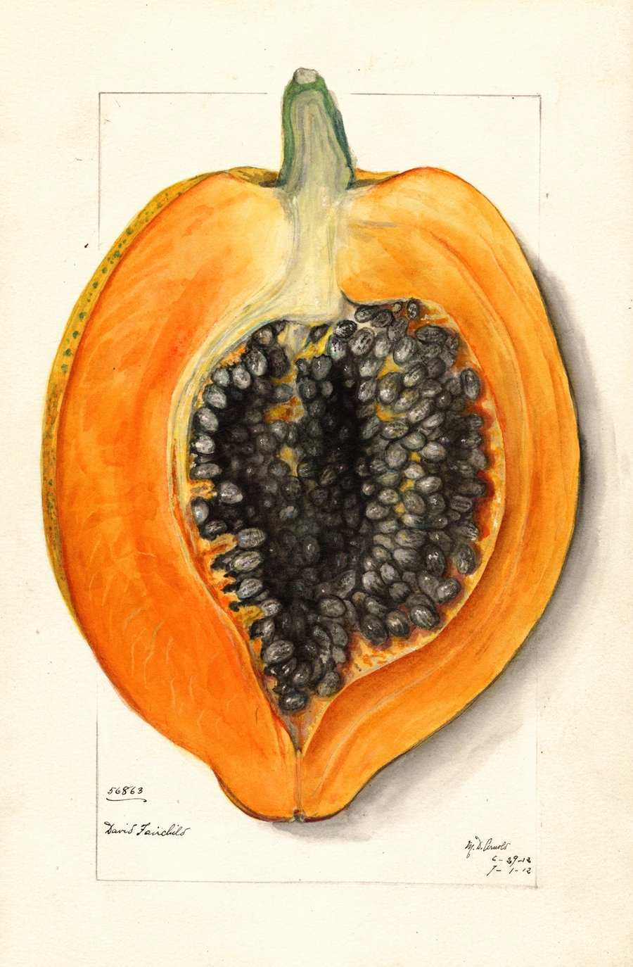 Carica papaya (1912)