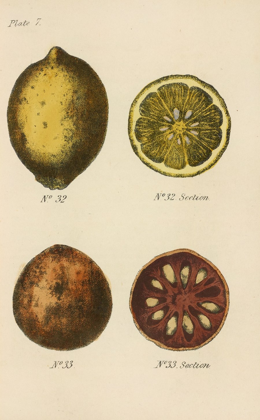 A Manual of Vegetable Materia Medica Pl.21 (1886)