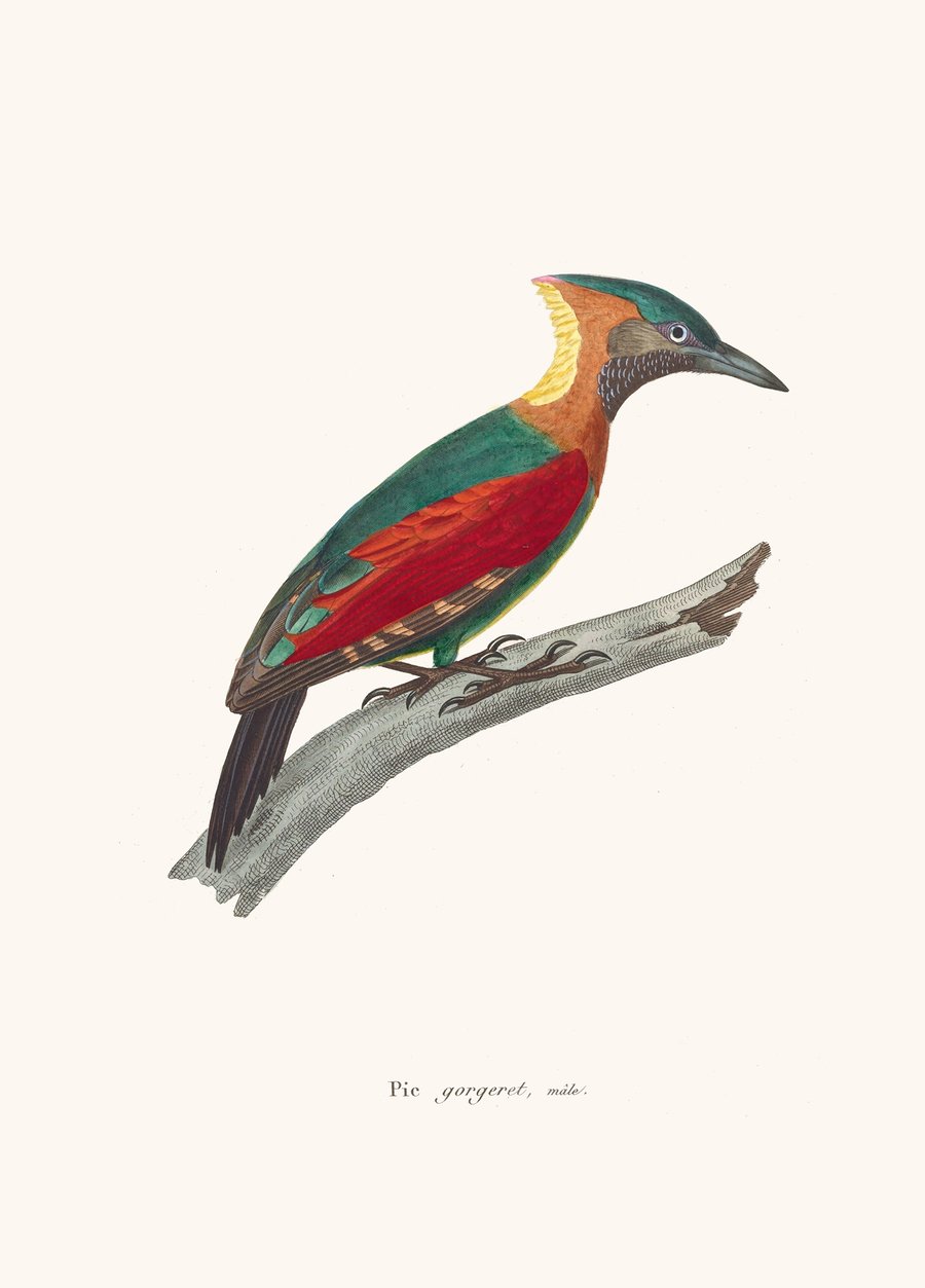Pic Gorgeret (1838)