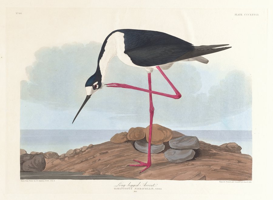 Long-legged avocet (1827–1838)