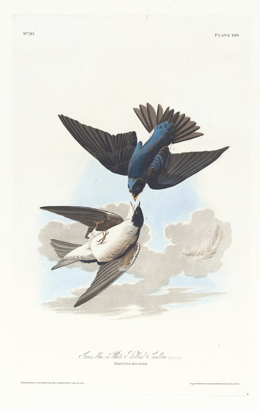 Green-blue or white bellied swallow (1827–1838)
