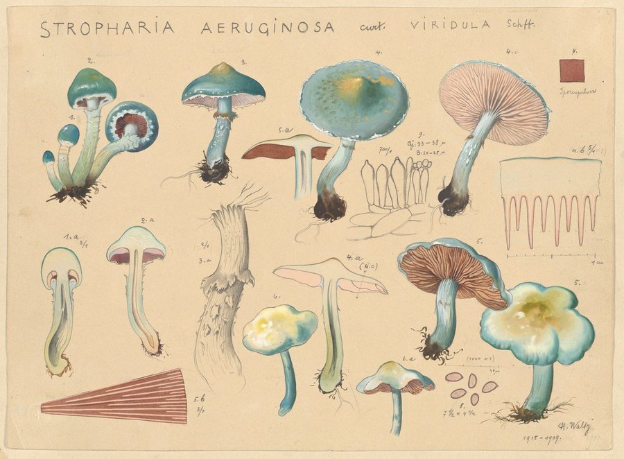 Stropharia aeruginosa Curt. viridula Schff. (1915-1945)