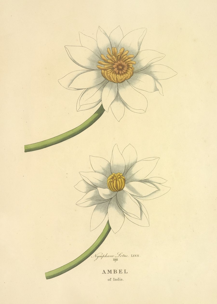 Ambel of India (1813)