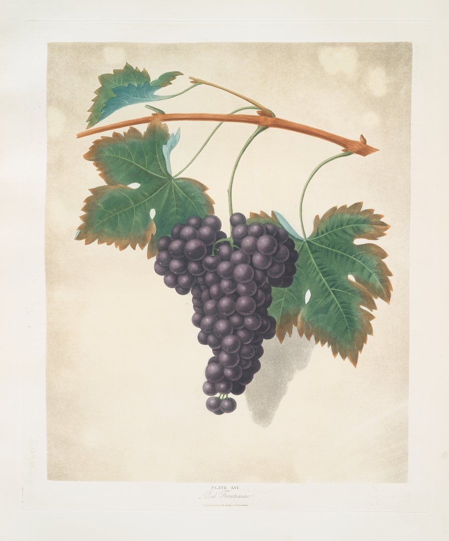 Red frontianiac grape. (1812)