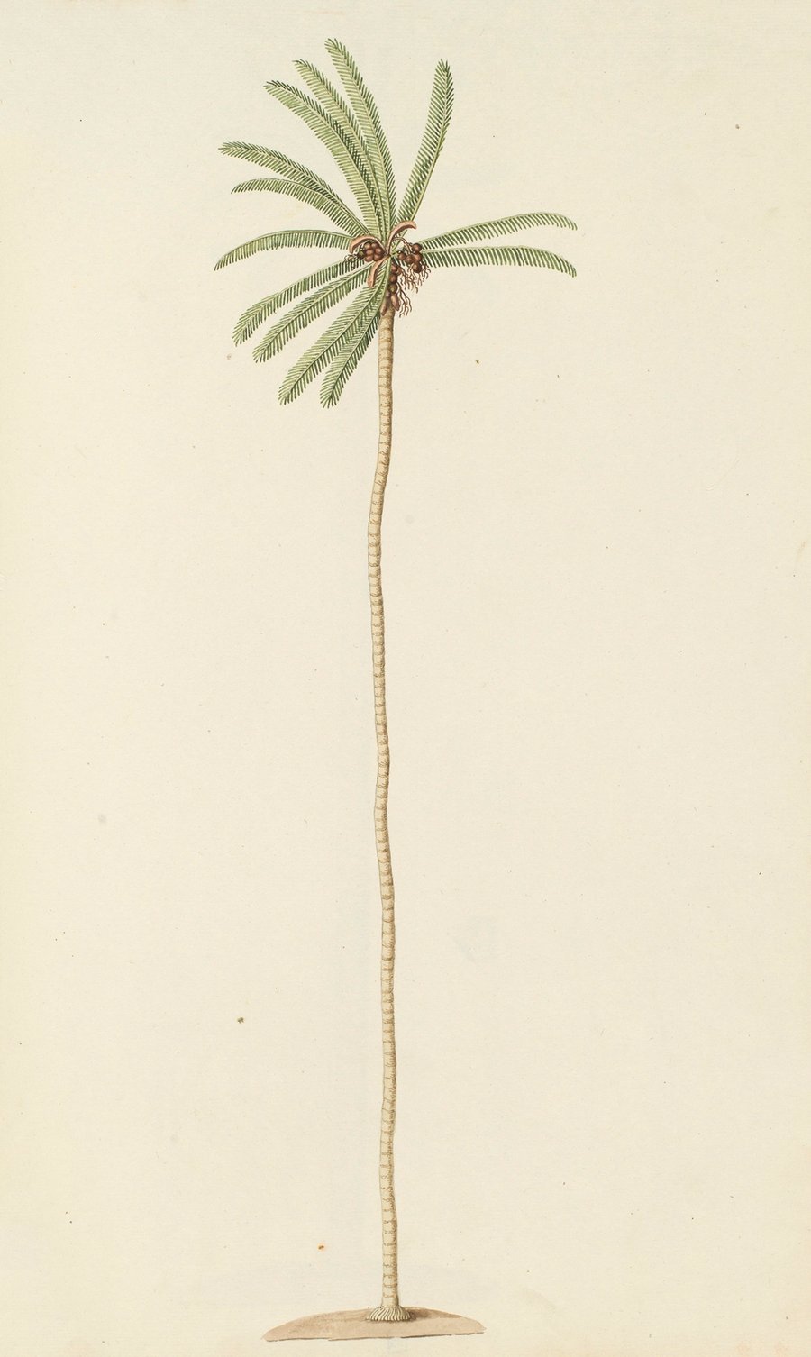 Selectarum stirpium Americanarum historia Pl.253 (1780)