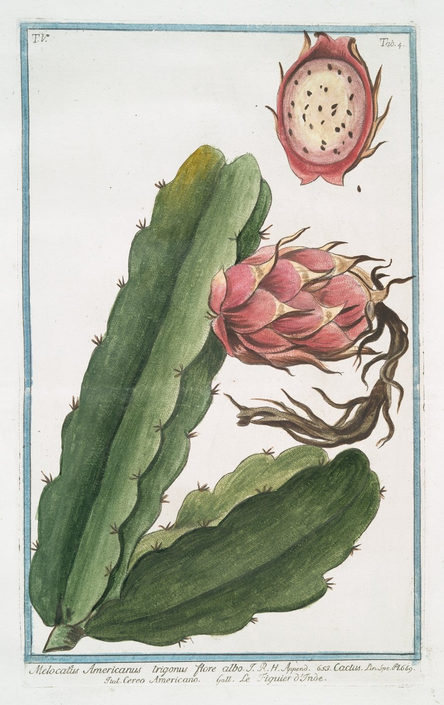Melocactus Americanus trigonus flore albo – Cactus – Cereo Americano – figuier d’Inde (1772-1793)
