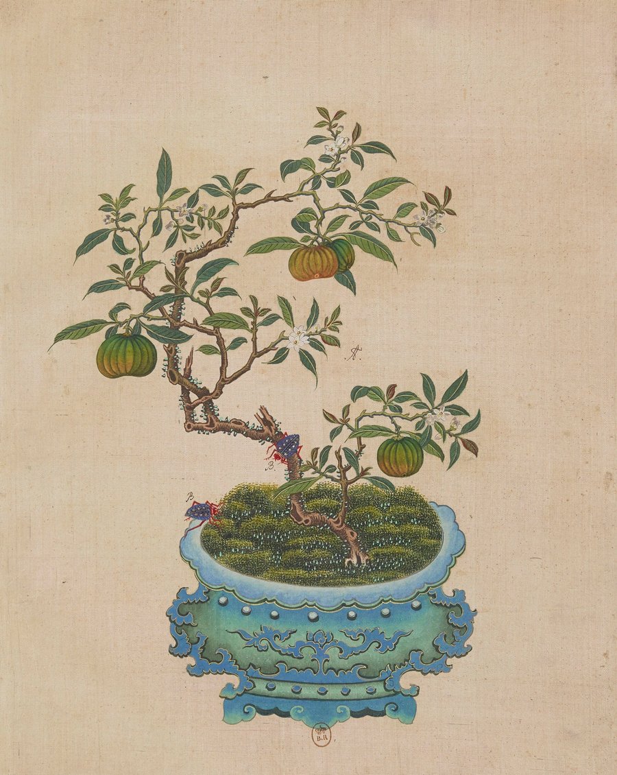 Flowers, birds and insects Pl.05 (18th century)