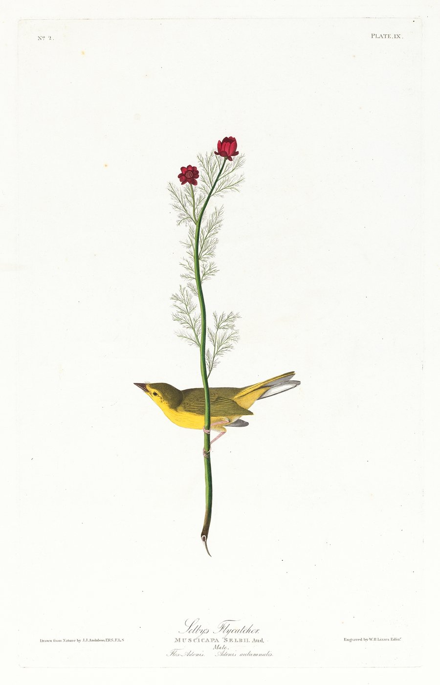 Selby’s flycatcher (1827–1838)