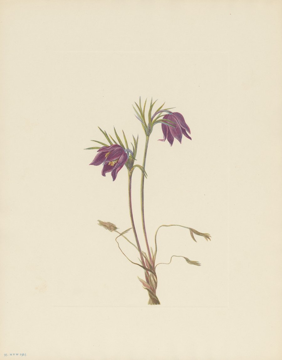 American Pasqueflower (flower) (Pulsatilla ludoviciana) (1925)