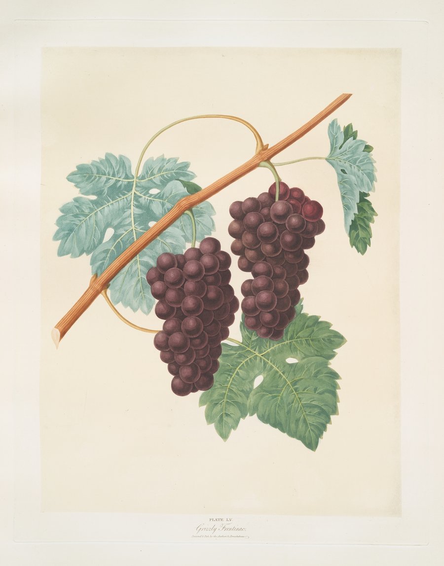 Grizzly frontiniac grape. (1812)