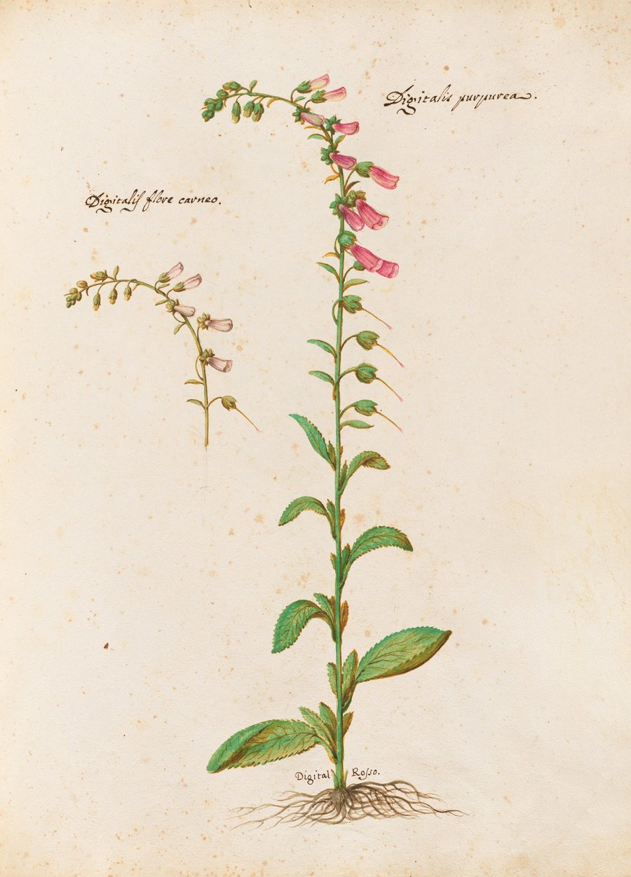 Piante varie Pl.21 (1650)
