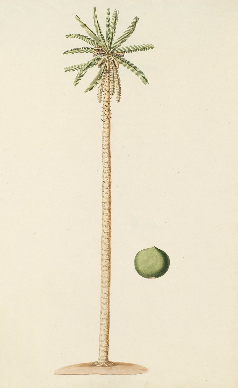 Selectarum stirpium Americanarum historia Pl.254 (1780)