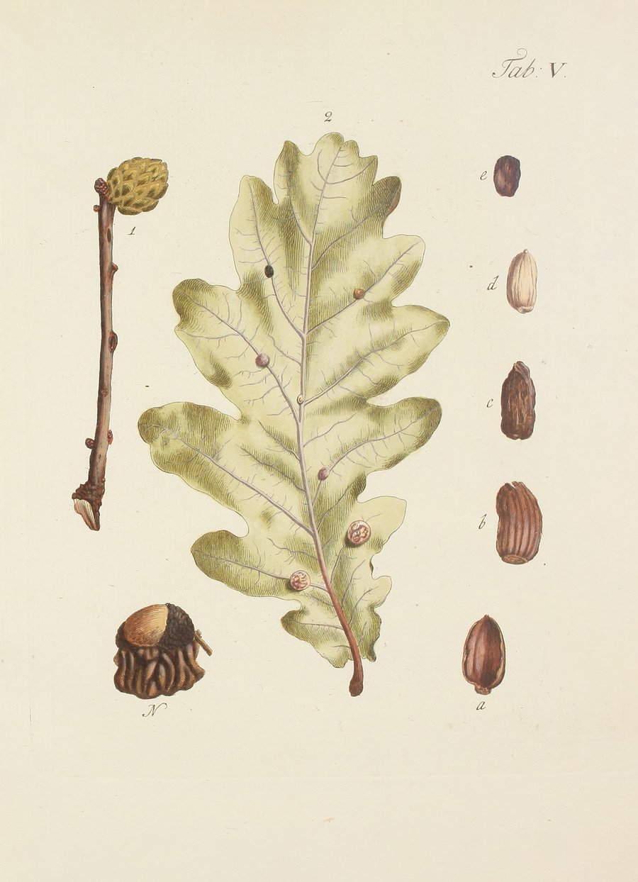 Abbildung der wilden Bäume, Stauden und Buschgewächse Pl.039 (1767)