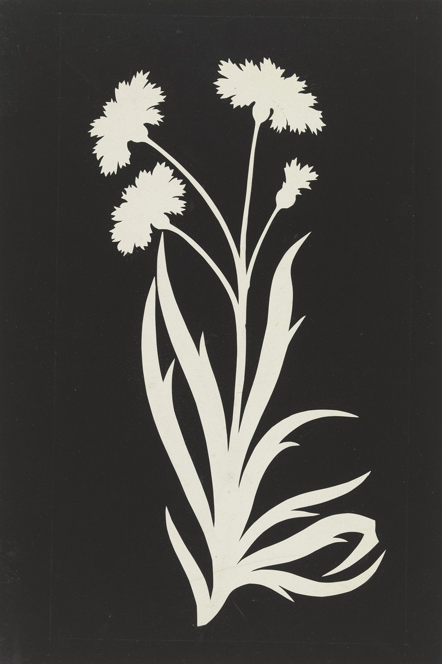 Cornflower