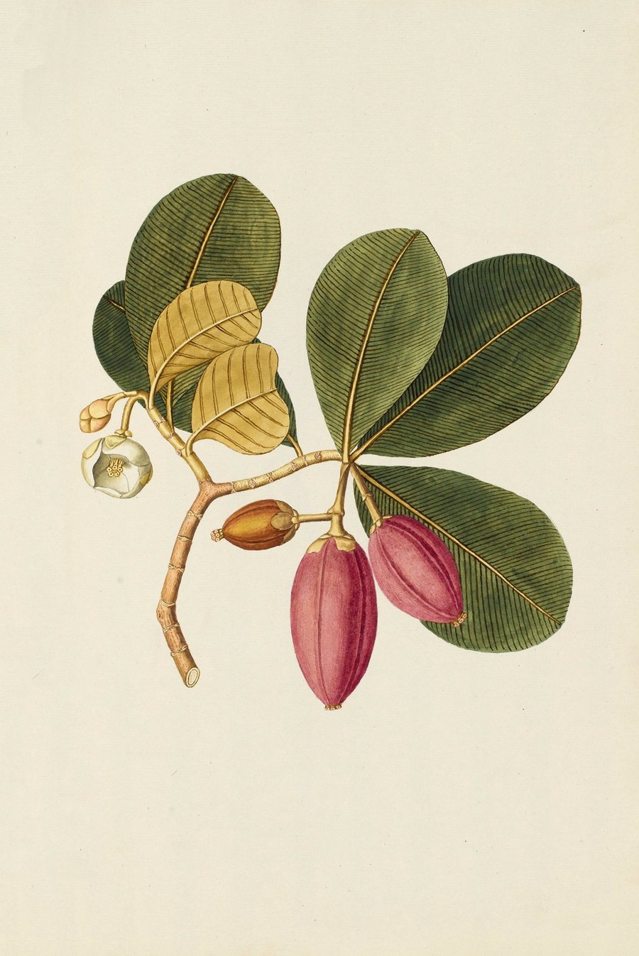 Selectarum stirpium Americanarum historia Pl.250 (1780)