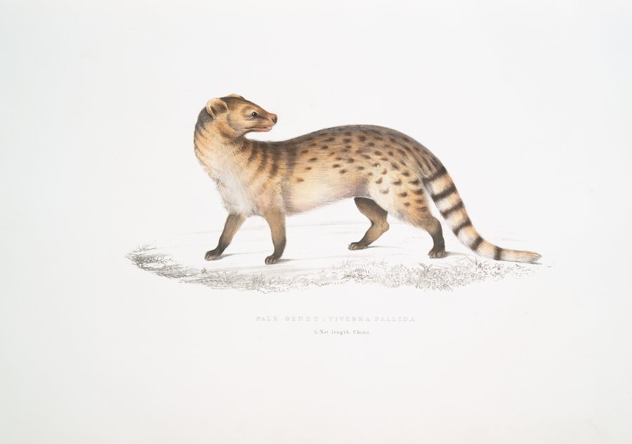 Pale Genet, Viverra pallida (1830-1834)