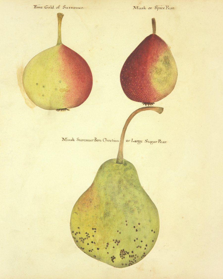 Fine Gold of summer, Musk or Spice Pear, Musk Summer Bon Chretien or Large Sugar Pear (1817)