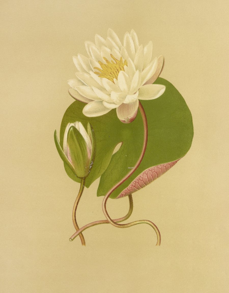Water Lily (1887)