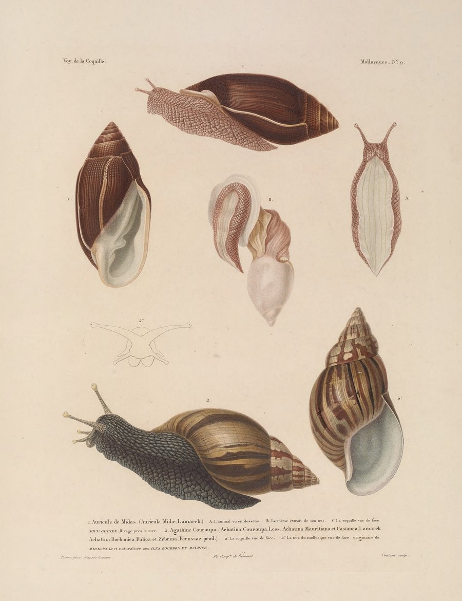 Voyage autour du monde Pl.054 (1825-1830)