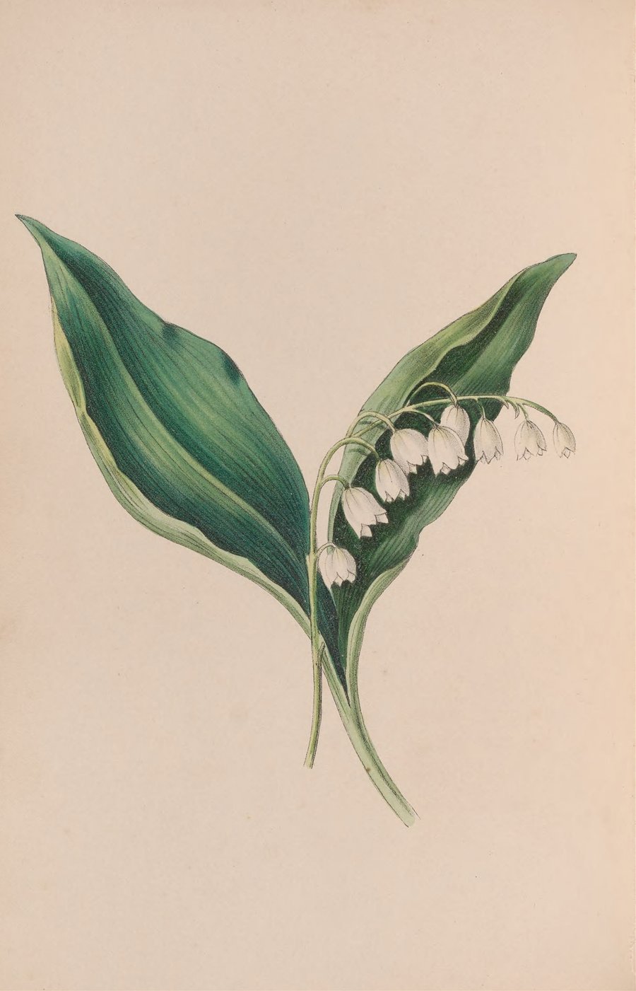 Forget-Me-Not (1840)