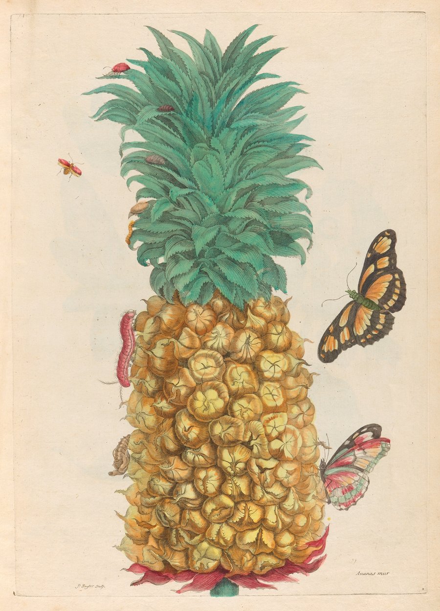 Ananas mur (1719)