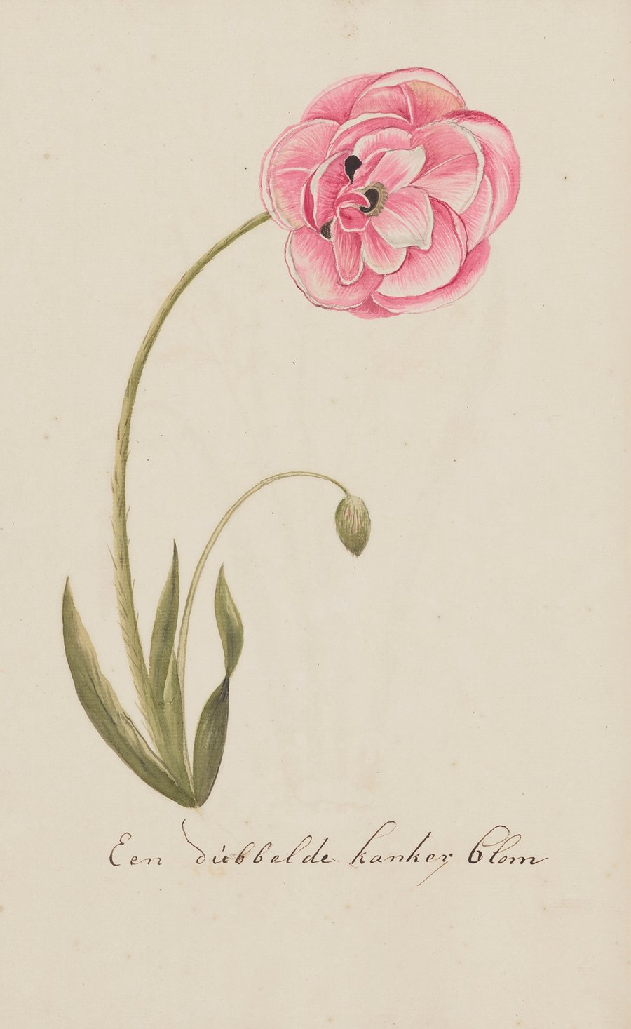 A Comprehensive Collection of European Insects Pl.390 (1756)