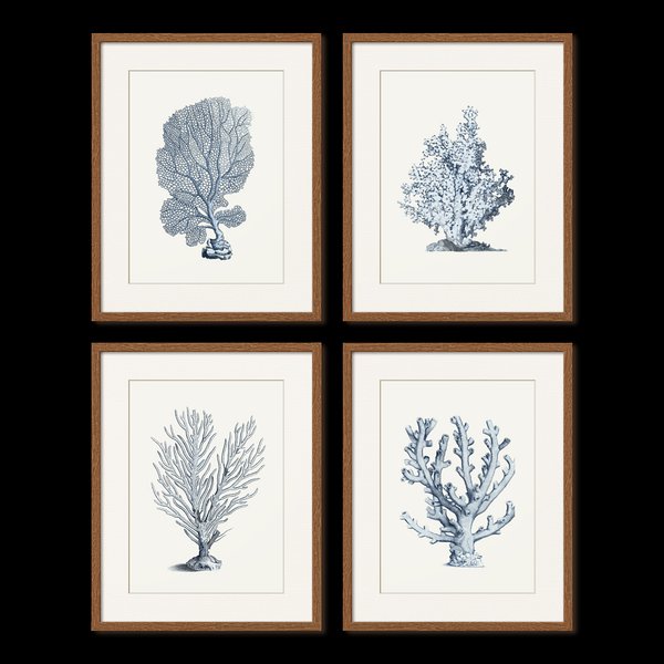 Blue & white coral reef 