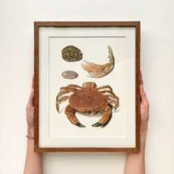 Crabs and Turtles