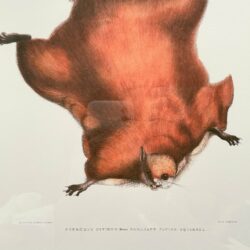 Brilliant Flying Squirrel
