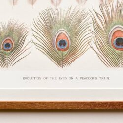 Evolution of the Eyes on a Peacocks Train
