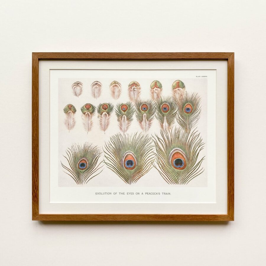 Evolution of the Eyes on a Peacocks Train