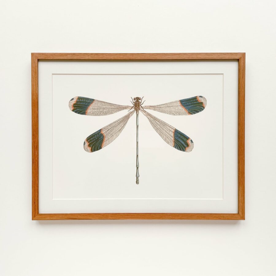 Blue-Tipped Dragonfly