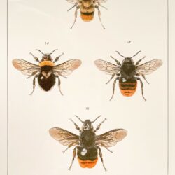 Bees by E.W. Robinson