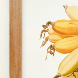 Bananier Cultivé
