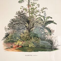 Mauritia Aculeata