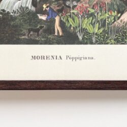 Morenia Poppigria