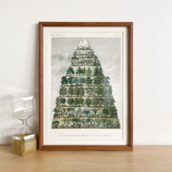 The Tree Mountain