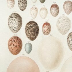 Birds eggs of Victoria