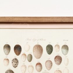 Birds eggs of Victoria