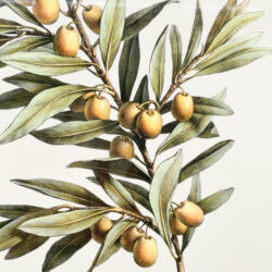 An olive plant