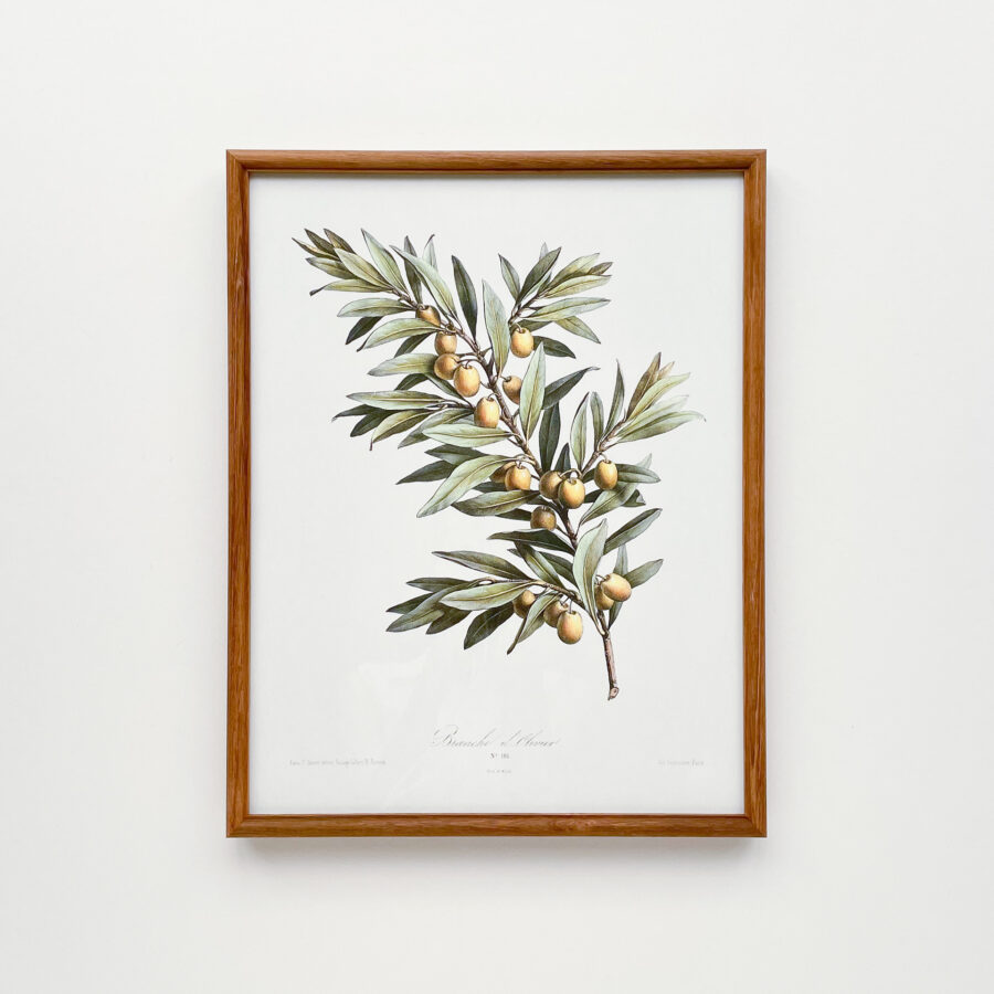 An olive plant