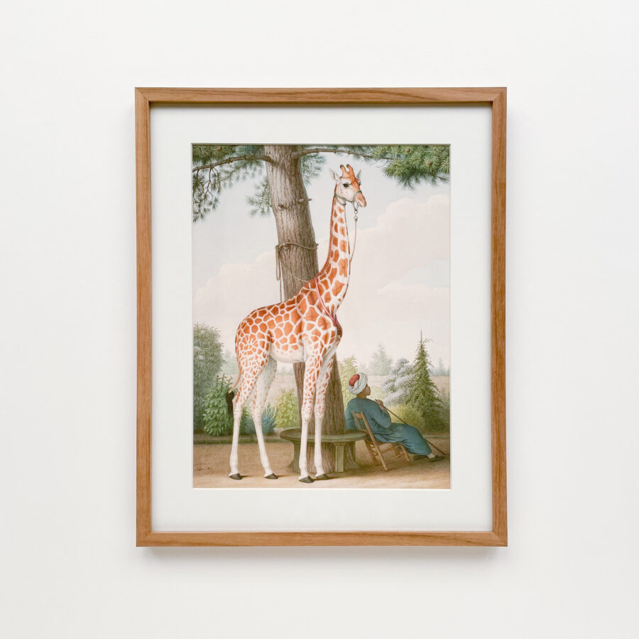 The first giraffe in France