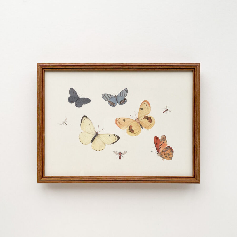 Sheet of Studies with Five Butterflies, a Wasp, and Two Flies